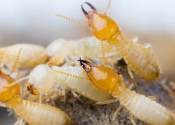 Termites in Thailand