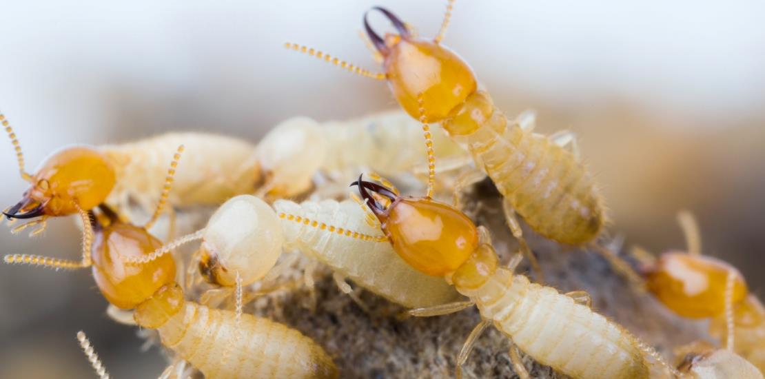 Termites in Thailand