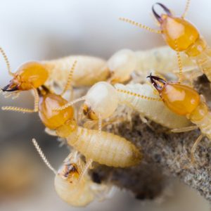 Termites in Thailand